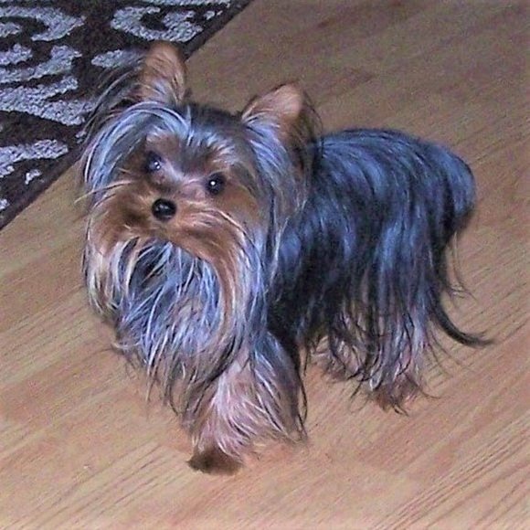 Meet your Posher, Sissie - Picture 3 of 14